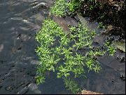 фото зелений Квітка Болотник Звичайний (Водяна Зірочка)