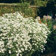 თეთრი Bolton ის Aster, თეთრი თოჯინის Daisy, ცრუ Aster, ცრუ გვირილა ბაღის ყვავილები ფოტო