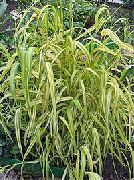 foto groen Bloem Bowles Gouden Gras, Gouden Gierst Gras, Gouden Hout Mille