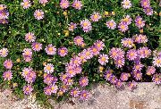 pink Swan River Daisy Have Blomster foto