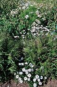 ホワイト 白鳥川デイジー 庭の花 フォト