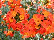 fotografie oranžový Květina Bush Fialový, Safír Květ