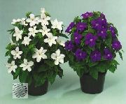 bílá Bush Fialový, Safír Květ Zahradní květiny fotografie