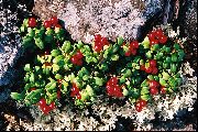 foto röd Blomma Lingon, Berg Tranbär, Foxberry