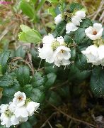 balts Brūkleņu, Kalnu Dzērveņu, Foxberry Dārza Ziedi foto