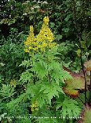 photo yellow Flower Bigleaf Ligularia, Leopard Plant, Golden Groundsel