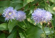 jasnoniebieski Jasione Kwiaty ogrodowe zdjęcie