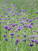 фіолетовий Волошка Однорічний Садові Квіти фото