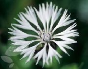 ホワイト ヤグルマギク、星アザミ、ヤグルマギク 庭の花 フォト