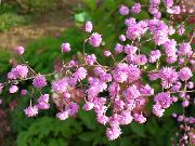 pink Meadow rue Garden Flowers photo