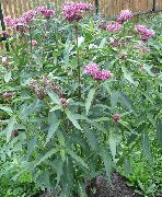 photo Swamp milkweed, Maypops, Rose Milkweed, Red Milkweed Flower