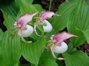 photo Lady Slipper Orchid Flower