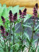 фото Вербейник (Лізімахія) Чорно-Пурпурний Квітка