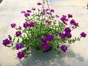 purpurowy Verbena Hybrydowy Kwiaty ogrodowe zdjęcie
