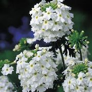 blanco Verbena Flores del Jardín foto