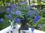 青 バーベナ 庭の花 フォト