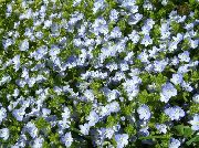 foto gaiši zils Zieds Brooklime
