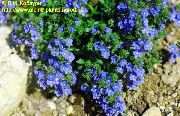 azul Brooklime Flores del Jardín foto
