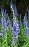 photo light blue Flower Longleaf Speedwell