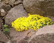 ფოტო ყვითელი ყვავილების Vitaliana
