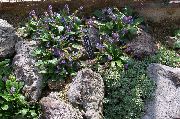 púrpura Wulfenia Flores del Jardín foto