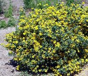 ყვითელი გვირგვინი Vetch ბაღის ყვავილები ფოტო