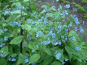 ფოტო ლურჯი Stickseed ყვავილების