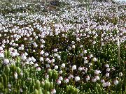 foto hvid Blomst Alaska Bellheather