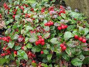 foto hvid Blomst Gaultheria, Checkerberry