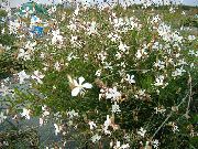 beyaz Gaura Bahçe çiçekleri fotoğraf