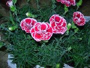 rosa Dianthus, Rosa Porcellana Fiori del giardino foto