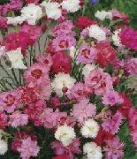 rosa Nelke Garten Blumen foto