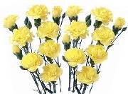 zdjęcie żółty Kwiat Goździki Shabo