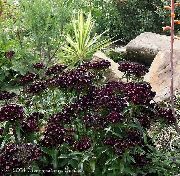 μαύρος Είδος Γαρύφαλλου λουλούδια στον κήπο φωτογραφία