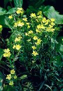 jaune Perrenial Dianthus Fleurs Jardin photo