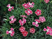 foto sarkans Zieds Dianthus Perrenial