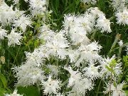 bianco Perrenial Dianthus Fiori del giardino foto