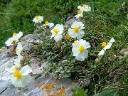 білий Геліантемум (Солнцецвет) Садові Квіти фото