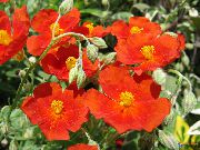 წითელი როკ გაიზარდა ბაღის ყვავილები ფოტო