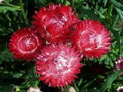 фото червоний Квітка Геліптерум (Акроклінум, Роданте))