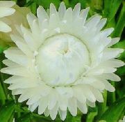 foto bijela Cvijet Strawflowers, Papir Tratinčica
