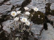 ფოტო თეთრი ყვავილების Helichrysum Perrenial