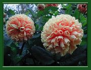rožnat Dahlia Vrtne Rože fotografija