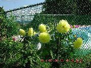 rumena Dahlia Vrtne Rože fotografija