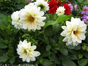 ホワイト ダリア 庭の花 フォト