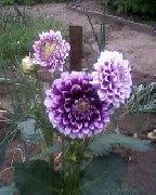 foto purpurs Zieds Dālija