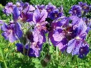 violetti Hardy Geranium, Villi Geranium Puutarhan Kukat kuva