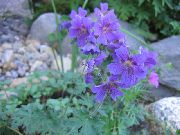 fotografie modrý Květina Vytrvalý Pelargónie, Divoké Pelargónie
