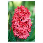 ფოტო წითელი ყვავილების Dutch სუმბული
