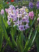foto Hollandsk Hyacint Blomst